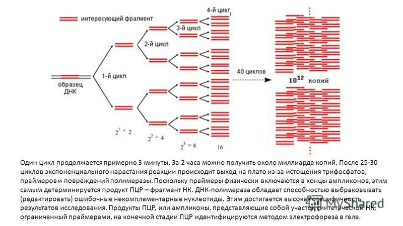 Исходный фрагмент. Праймеры для проведения ПЦР. Функция праймеров в ПЦР. Схема двух циклов ПЦР. Прямой и обратный праймер в ПЦР.