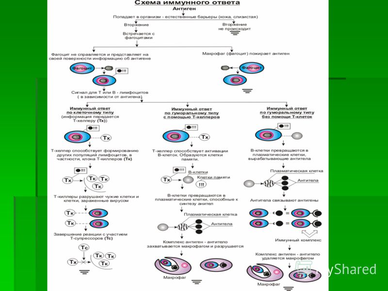 Формирование иммунных реакций. Иммунный ответ общая схема. Схема иммунного ответа иммунология. Иммунный ответ схема иммунного ответа. Схема иммунного ответа микробиология.