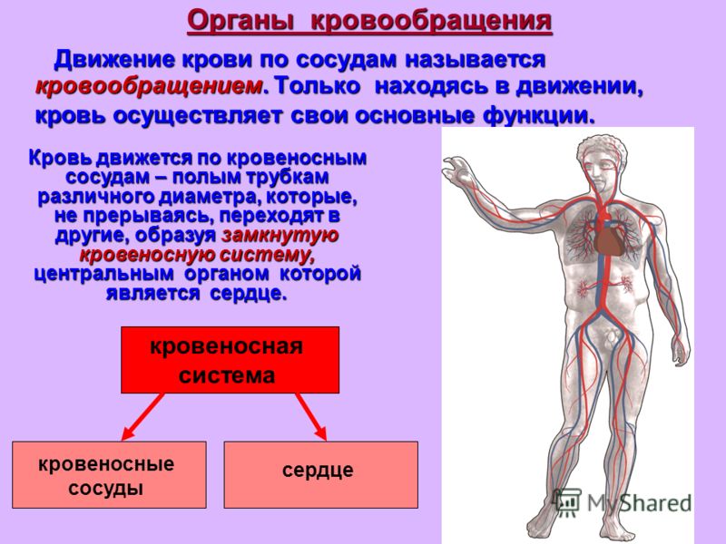 Движение крови по кровеносным сосудам. Система кровообращения человека презентация.