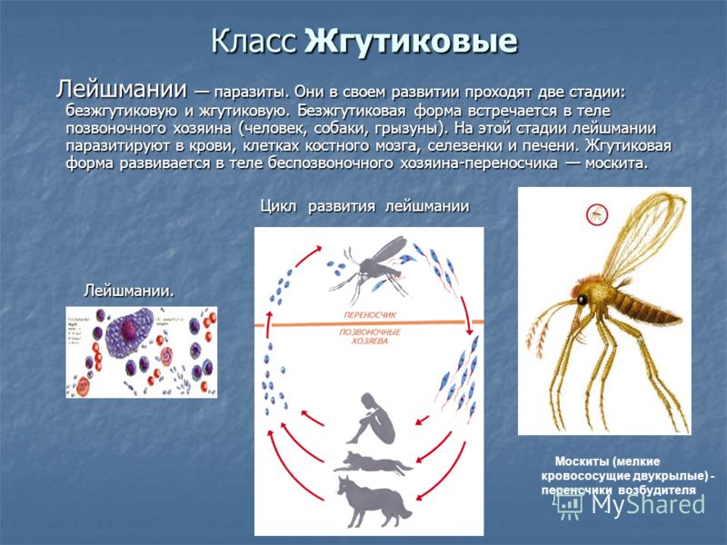 Паразитический образ жизни