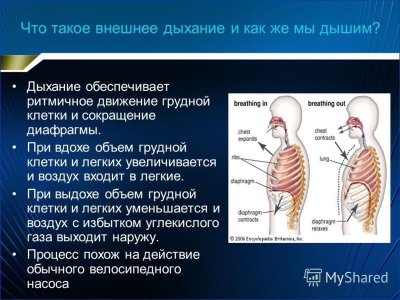 Что может болеть при вдохе. При вдохе объем легких увеличивается. При вдохе объем грудной клетки увеличивается. При выдохе объем грудной клетки. Объем легких при вдохе и выдохе.