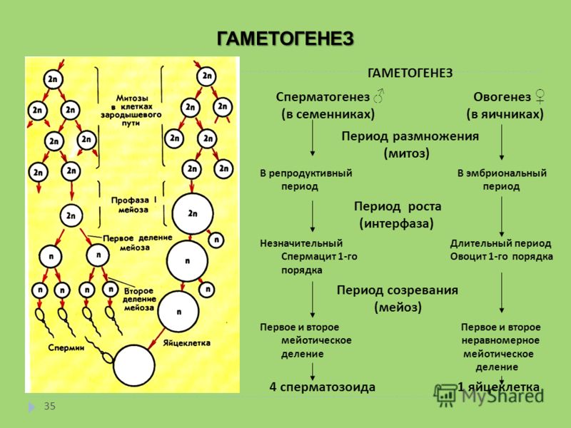 Формирование гамет. Схема сперматогенеза и оплодотворения. Образование половых клеток мейоз схема. Схема основных этапов сперматогенеза и овогенеза. Схема процесса овогенеза.