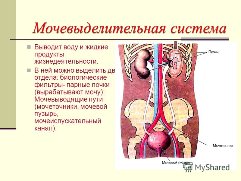 Анатомия мочеполовой системы презентация