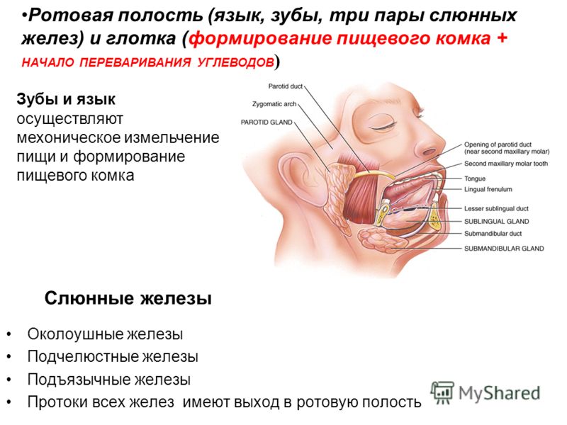 Околоушные подчелюстные железы. Ротовая полость околоушная слюнная железа. Бужирование протока слюнных желез. Три пары слюнных желёз. Строение полости рта и слюнные железы.