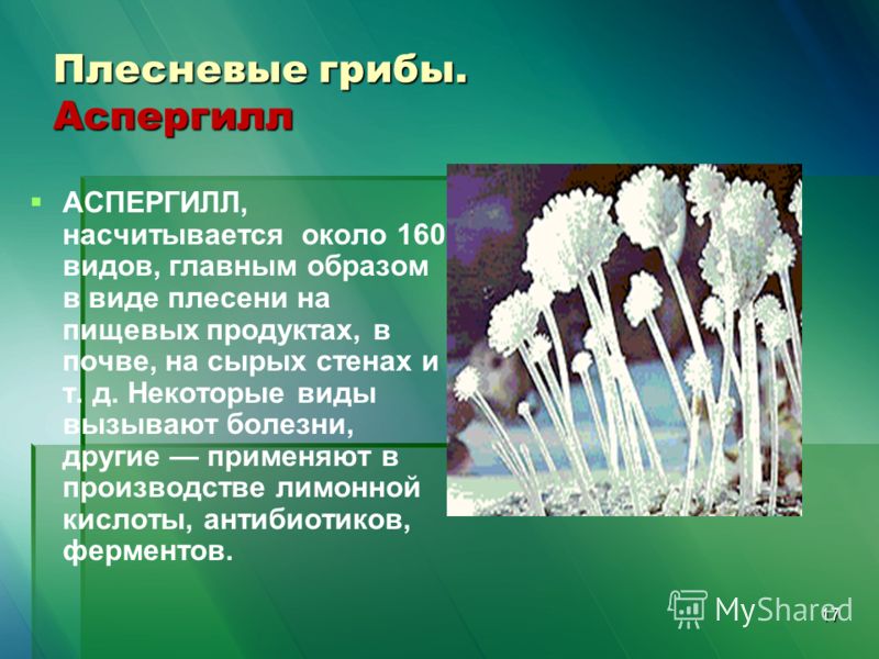 Роль плесневых грибов в природе. Плесневые грибы аспергилл. Плесневый гриб аспергилл. Мукор пеницилл аспергилл. Плесневелые грибы аспергилл.