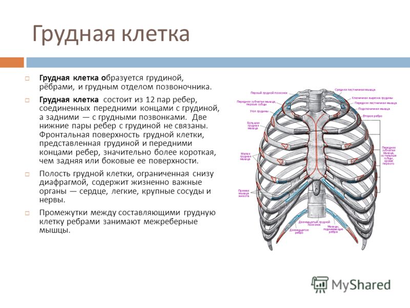 Скелет грудной клетки образуют. Строение и функции грудной клетки. Формы грудной клетки строение грудины. Из каких костей состоит скелет грудной клетки. Функции костей грудной клетки.