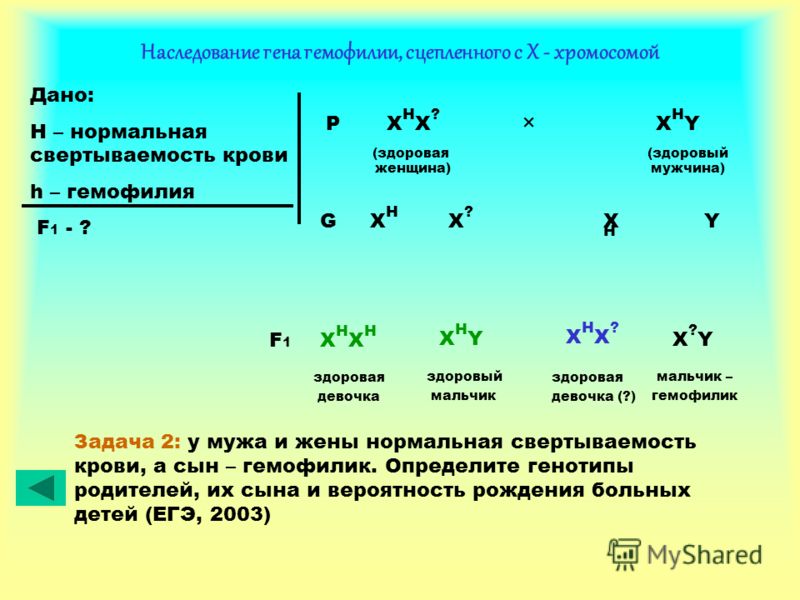 В f1 100 гетерозиготный генотип. Решение задачи на наследование гемофилии. Задача по биологии на генетику гемофилия. Гемофилия в генетических задачах. Задачи на генетику.