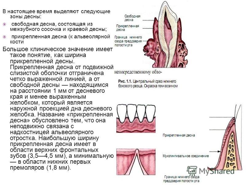 Строение десны человека фото с описанием