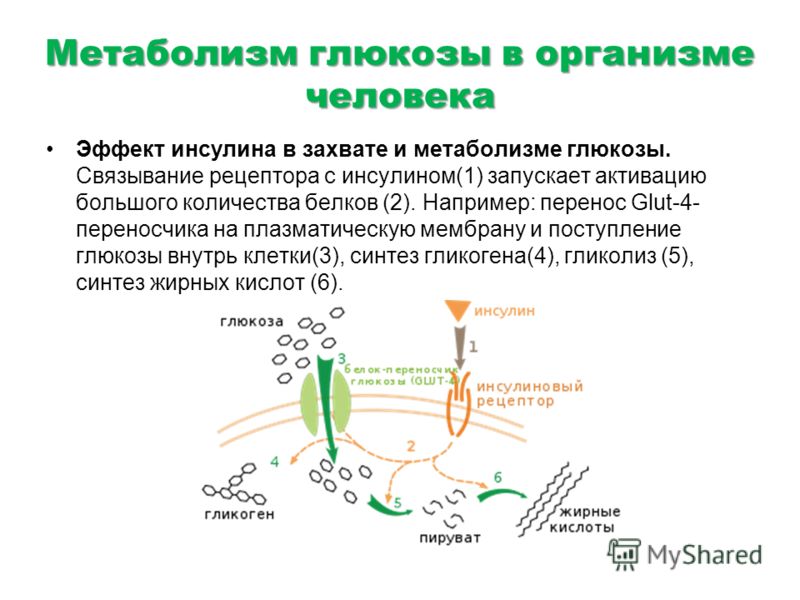 Глюкоза в организме человека