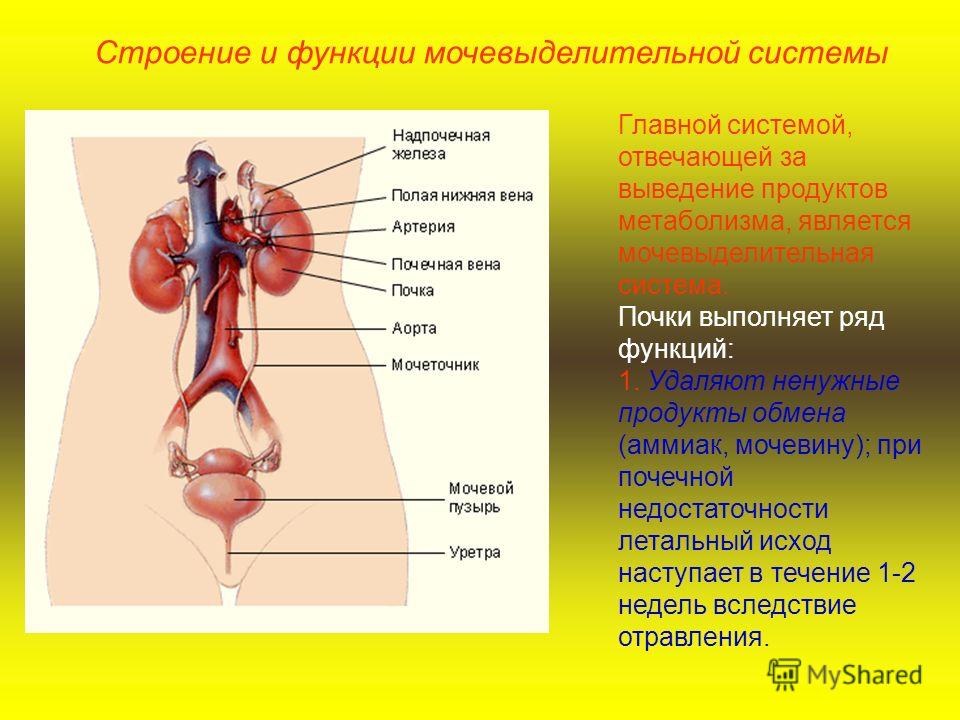 Органы входящие. Мочевыделительная система строение и функции кратко. Выделительная система органы и функции кратко. Выделительная система строение и функции органов кратко. Мочевыделительная система человека строение анатомия.