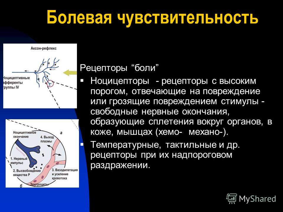 Рецепторы чувствительности. Рецепторы боли. Рецепторы болевой чувствительности. Ловая чувствительность. Рецепторы отвечающие за боль.