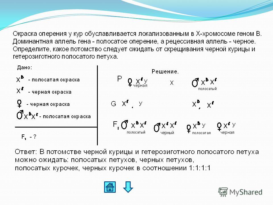 Определите вероятность проявления. Решение задач по биологии на сцепленное наследование с полом. Наследование двух признаков сцепленных с полом задачи с решением. Задачи на сцепленное с полом наследование. Задачи по генетике сцепленные с полом.