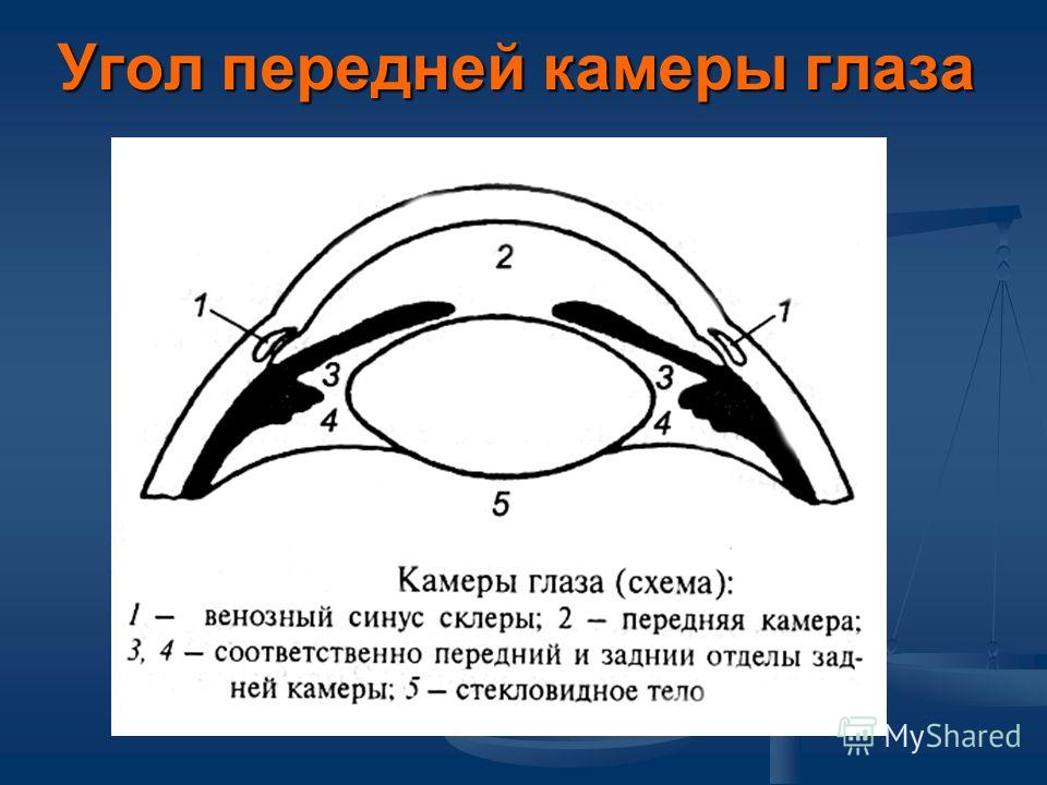 Передняя камера глаза это. Угол передней камеры глаза. Анатомия передней камеры глаза. Угол передней камеры глаза строение. Структура угла передней камеры глаза.