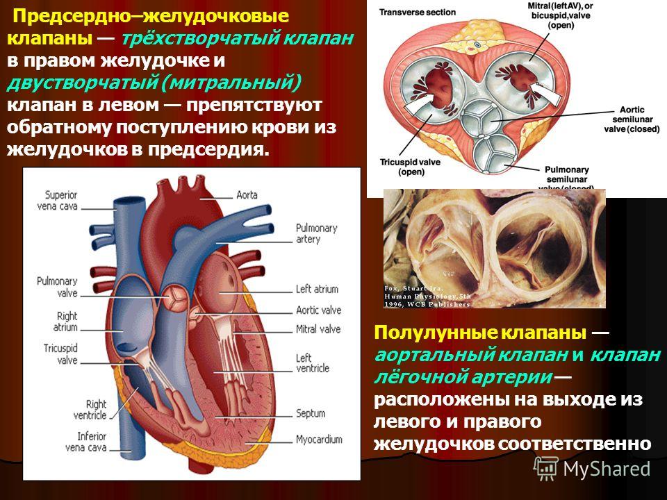 Замена клапана сердца