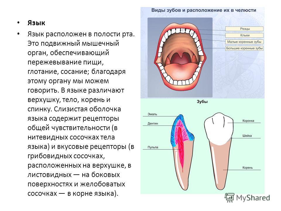 Строение зуба огэ биология