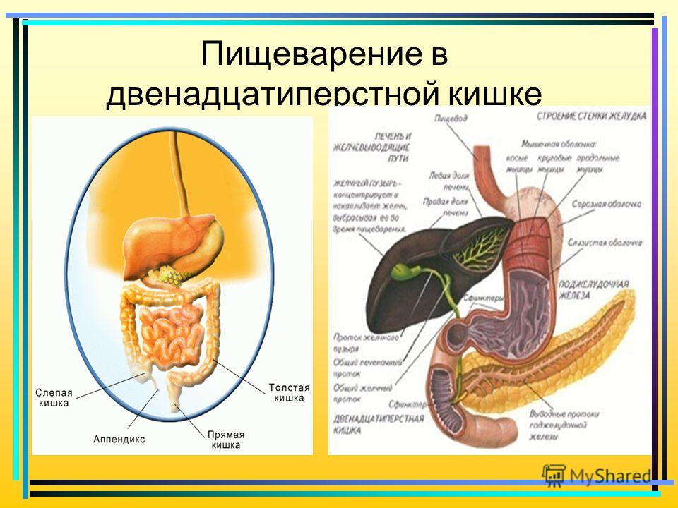 Строение желудка пищеварение в желудке