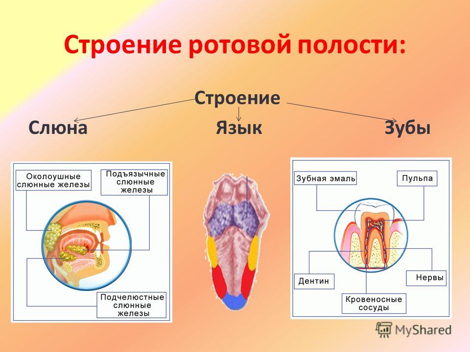 Ротовая полость начало расщепления. Строение ротовой полости. Язык зубы строение функции. Пищеварение в ротовой полости. Пищеварение в ротовой полости анатомия.