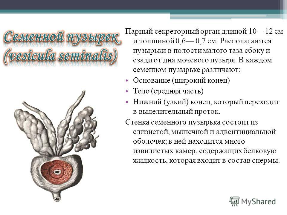 Семенные пузырьки анатомия. Основание семенных пузырьков. Основание семенных пузырьков анатомия. Мочевой пузырь и семенные пузырьки. Семенные пузырьки и предстательная.