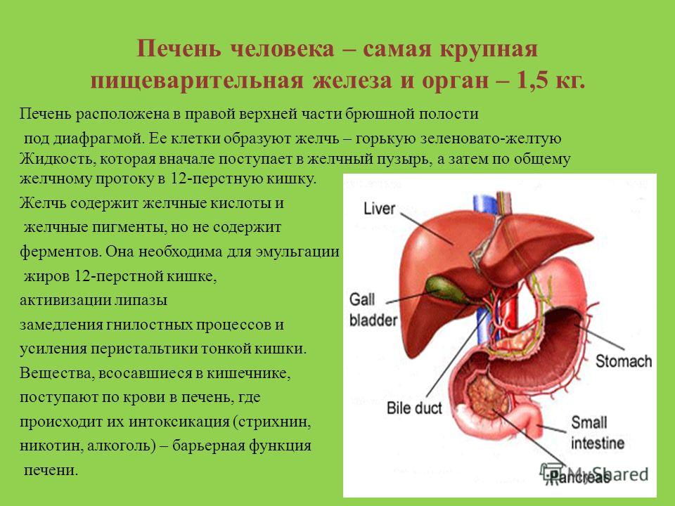 Сердце желчный пузырь. Пищеварительная система анатомия печень. Пищеварительные железы печень функции. Печень это орган пищеварительной системы. Структуры пищеварительной системы печень.