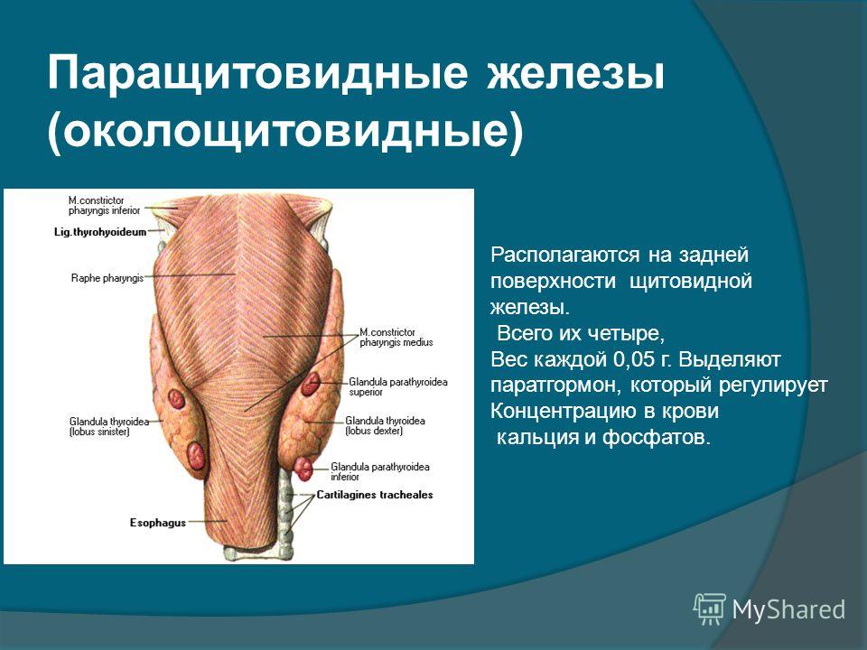 Паращитовидные железы презентация