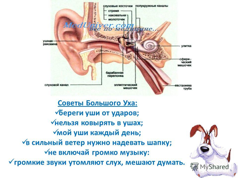 Оглушило ухо от громкого звука что делать