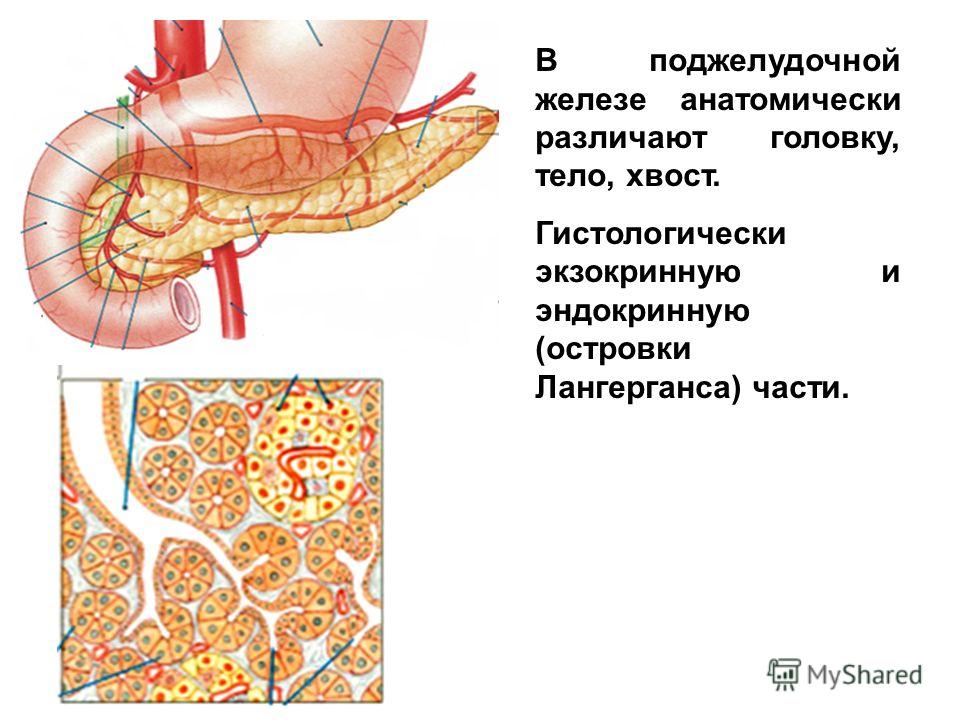 Строение желез поджелудочной железы