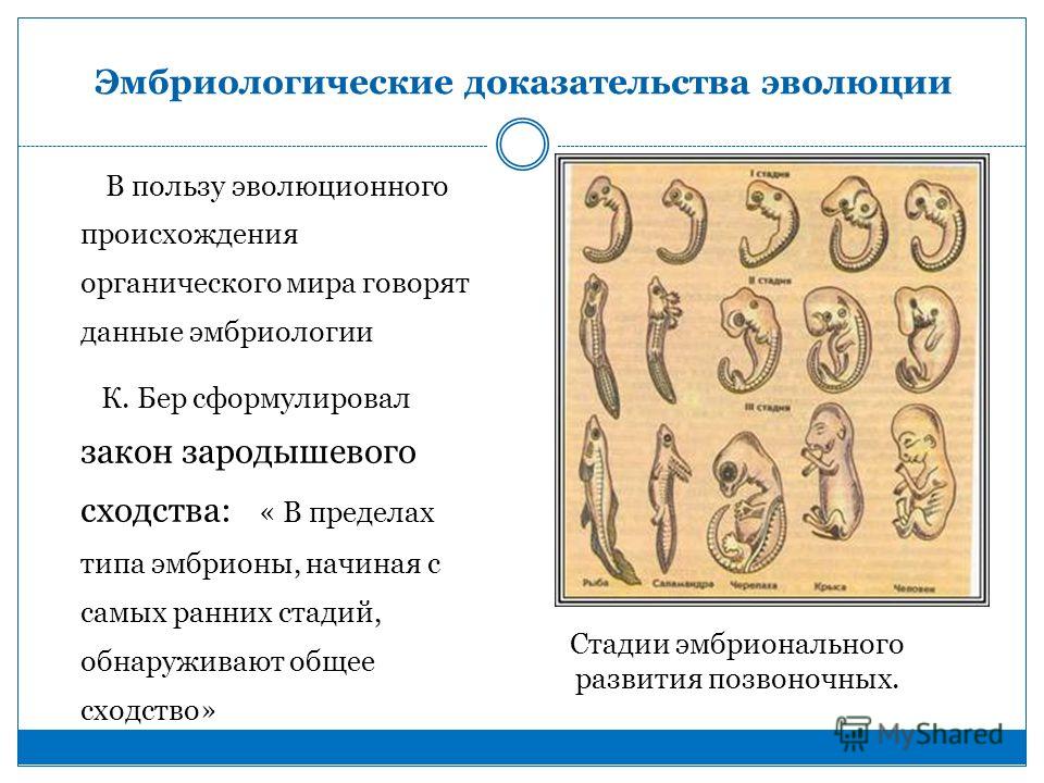 Эмбриологические доказательства