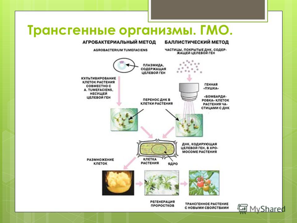 Схема создания генетически модифицированных растений невозможна без