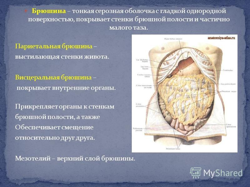 Свиная брюшина фото. Брюшная полость париетальная брюшина. Париетальная и висцеральная брюшина. Парикнтальная брющина. Париетальная брюшина анатомия.