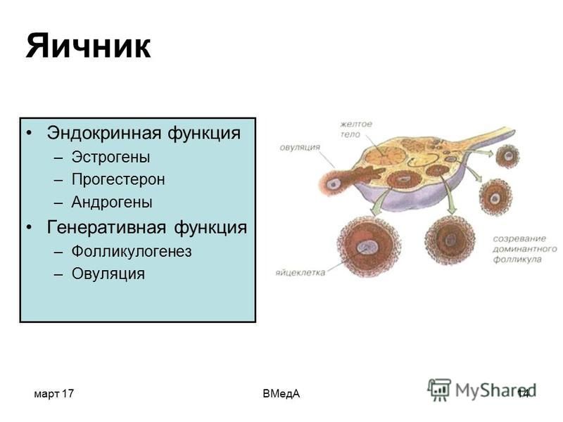 Прогестерон яичник