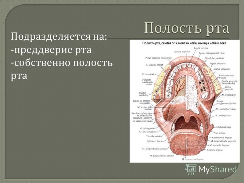 Устройство полости рта. Анатомия ротовой полости человека. Строение преддверия ротовой полости. Строение ротовой полости фронтальный вид.