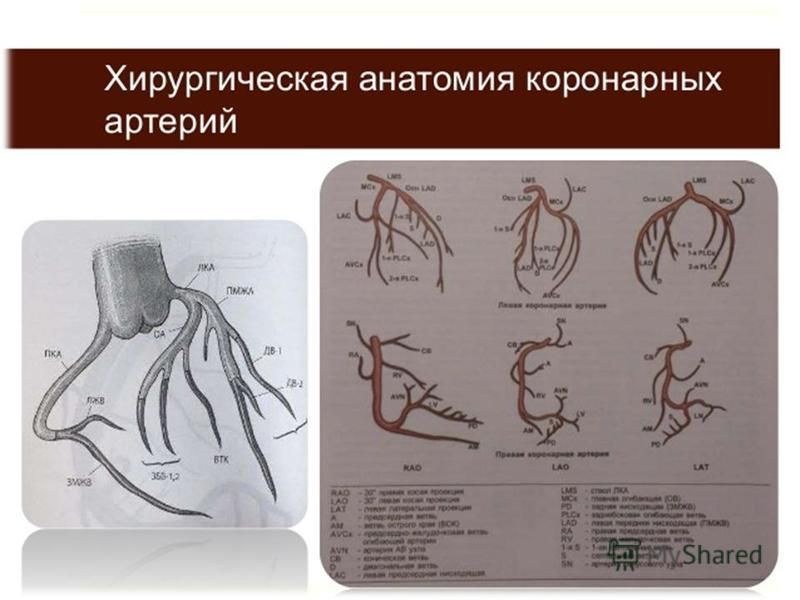 Хирургическая анатомия. Аортокоронарное шунтирование МКШ. Коронарные артерии анатомия МКШ АКШ. Маммарно коронарный анастомоз.