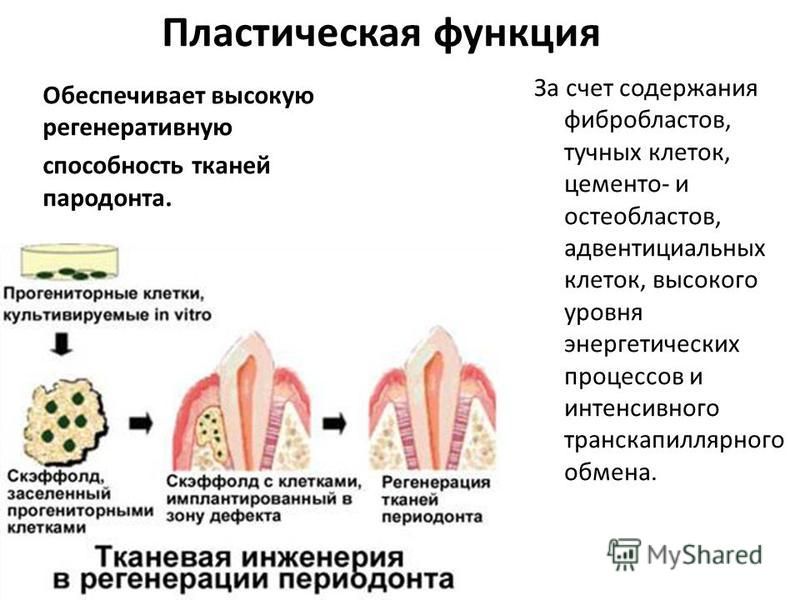 Патогенез пародонта