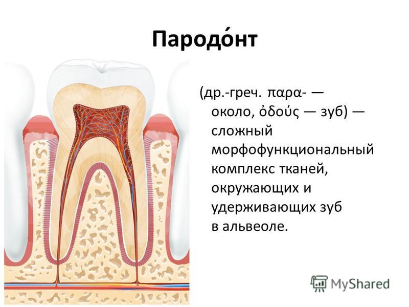 Периодонт это