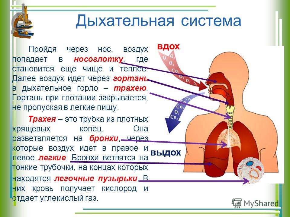 Дыхание и память 27