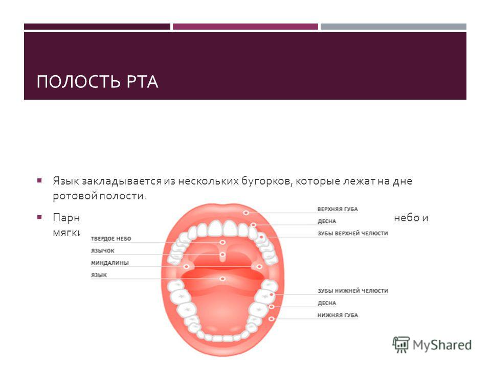 Область рта. Коронавирус в ротовой полости. Ротовая полость при коронавирусе. Возрастные изменения в полости рта.