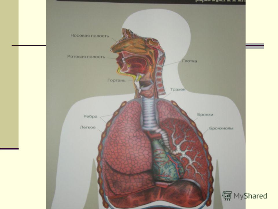 Пищевод и трахея человека. Трахея и пищевод надгортанник. Строение дыхательных путей пищевод трахея. Дыхательная система трахея анатомия человека.