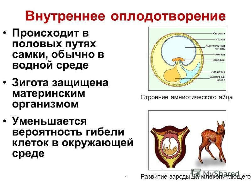 Оплодотворение происходит в течении. Внутренне оплодотворение. Оплодотворение у млекопитающих. Этапы внутреннего оплодотворения. Внутреннее оплодотворение у млекопитающих.