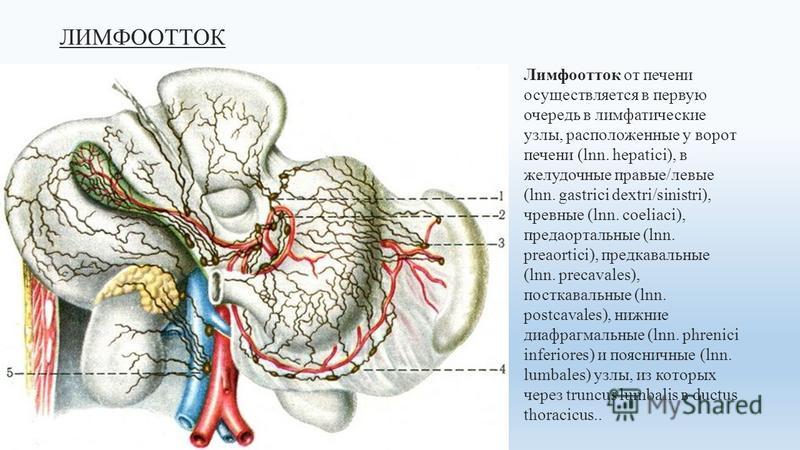 Увеличение лимфоузлов селезенки. Лимфатическая система печени анатомия. Лимфатическая система брюшной полости схема. Регионарные лимфатические узлы печени анатомия. Лимфатическая система печени печени.