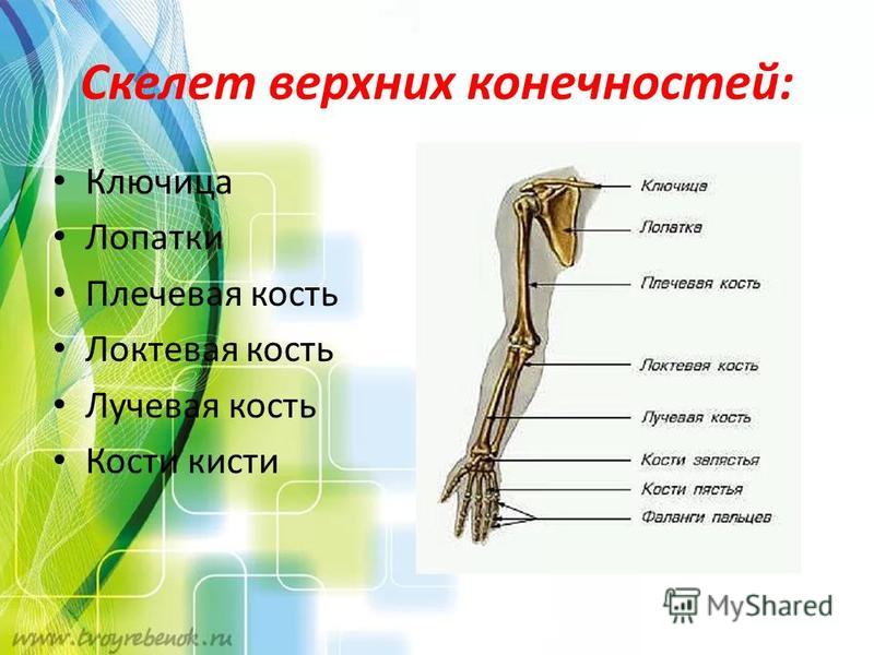 Скелет верхних конечностей лопатка. Отделы верхней конечности человека. Скелет верхней конечности. Скелет свободной верхней конечности. Скелет верхних конечностей ключица.