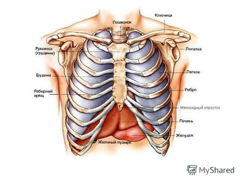 Справа под легким. Анатомия грудной клетки человека с органами. Органы между ребер. Строение грудной клетки спереди.
