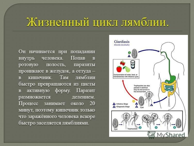 Как лечить лямблии