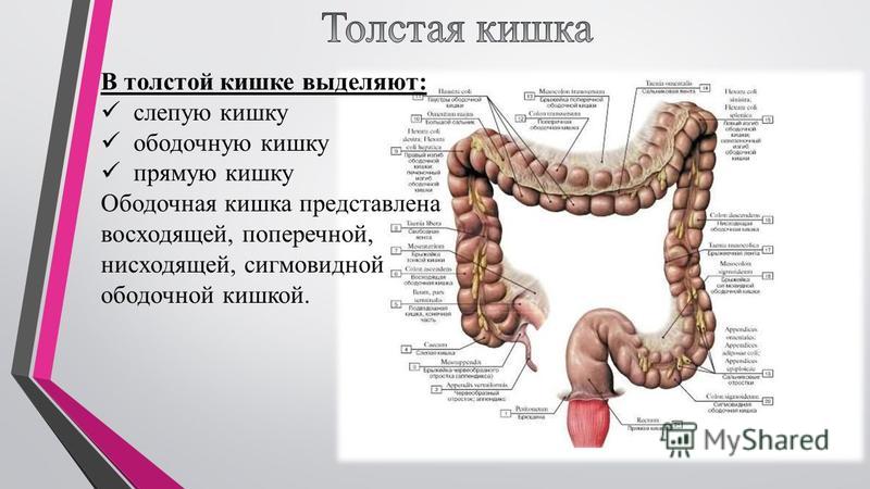 Отдел толстой. Поперечно ободочный отдел толстой кишки. Поперечная ободочная кишка латынь. Нисходящая ободочная кишка. Сигмовидная ободочная кишка.