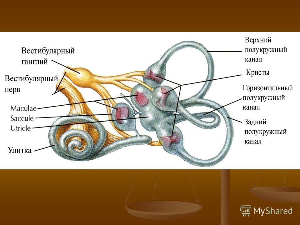 Строение вестибулярного нерва. Сенсорная система вестибулярного аппарата. Преддверно-улитковый нерв 6) улитка. Строение вестибулярного аппарата. Macula вестибулярный аппарат.