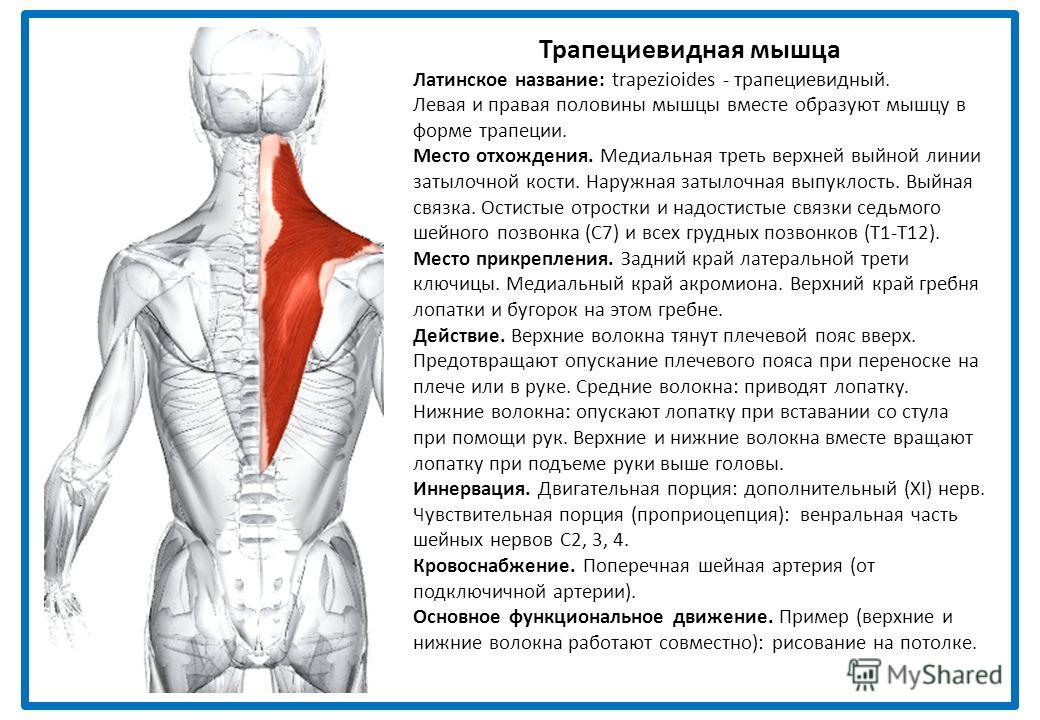 Боль в суставах латынь. Места прикрепления трапециевидной мышцы. Трапециевидная мышца спины функции. Иннервация трапециевидной мышцы спины. Трапециевидная мышца место прикрепления спереди.