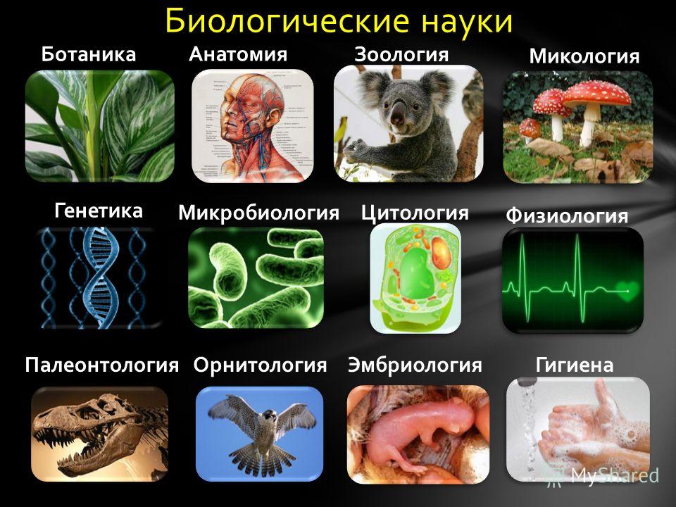 Какие биологические науки существуют. Биология Зоология ботаника. Ботаника Зоология микробиология. Ботаника Зоология микробиология микология. Ботаника Зоология анатомия.