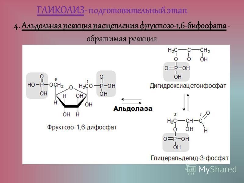 Фруктозо 6 дифосфат