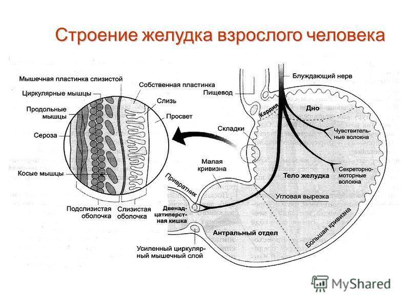 Размер желудка