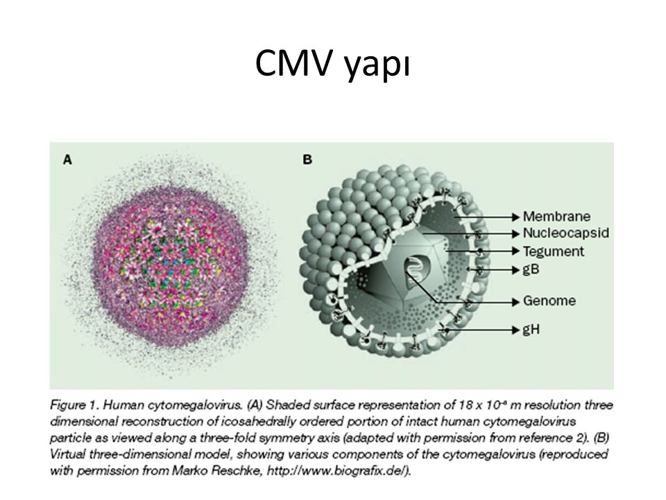 Cmv инфекция что это такое