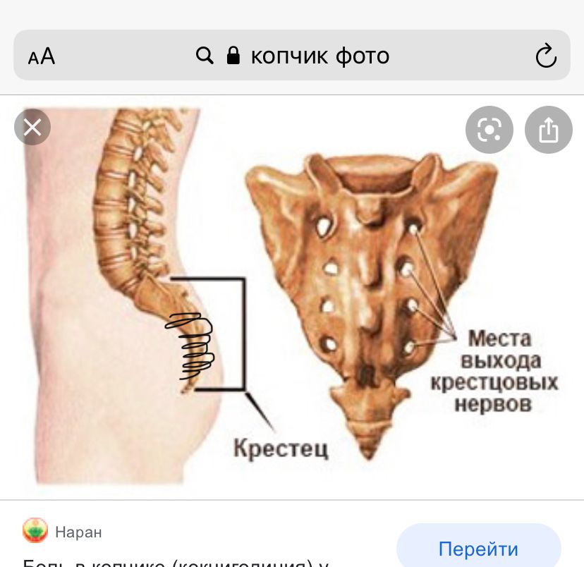 Копчиковый позвоночник. Анатомия крестцово копчикового отдела. Крестцово-копчиковый отдел позвоночника анатомия. Копчик крестец поясница строение. Крестец и копчик анатомия.